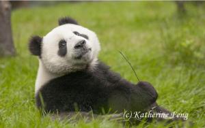 GOOD NEWS The IUCN upgraded the Giant Panda